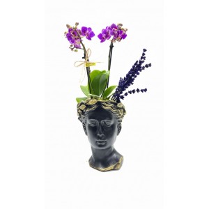 Helen Saksıda Mini Orkide (Siyah)